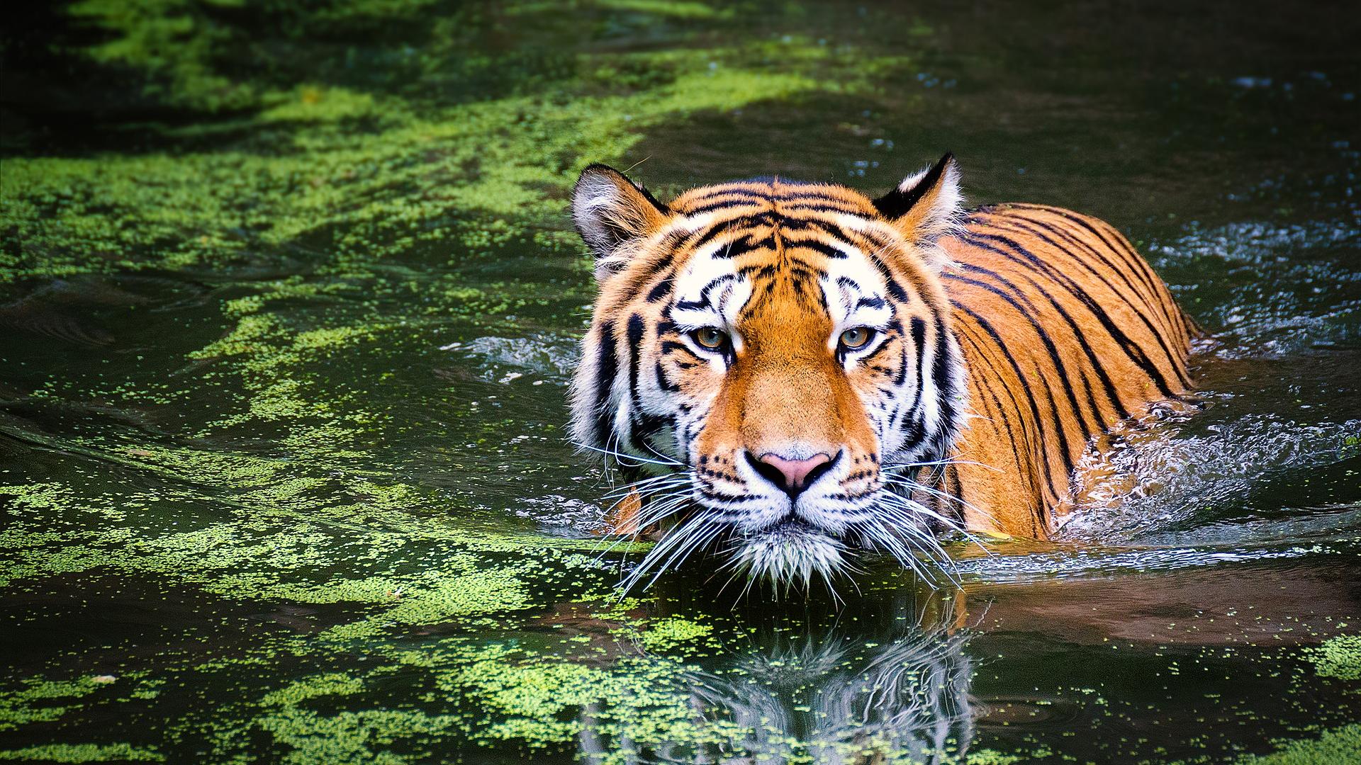 老虎在杂草覆盖的湖上涉水