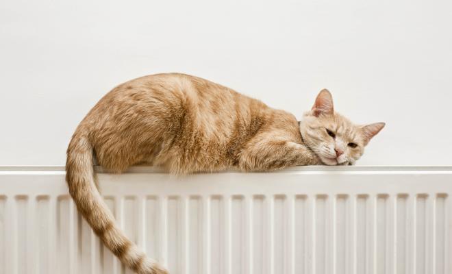 一只猫在暖气片上取暖
