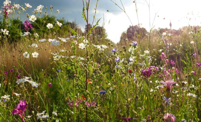 五颜六色的野花草地的特写镜头在英国